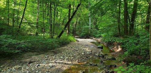 A serene forest scene with a rocky creek surrounded by lush green trees and foliage.