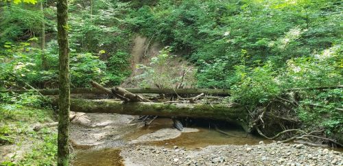 A serene forest scene featuring a stream with fallen logs and lush greenery surrounding the area.