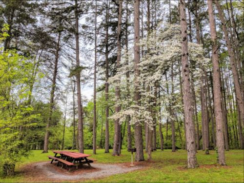 A red picnic table surrounded by tall trees and greenery, with a flowering tree in the background.