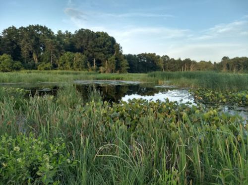 A serene wetland scene with lush greenery, water lilies, and a calm pond surrounded by trees under a clear sky.