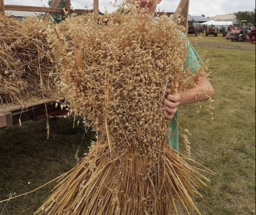 A person holds a large bundle of harvested wheat in a field, with a tractor and cloudy sky in the background.
