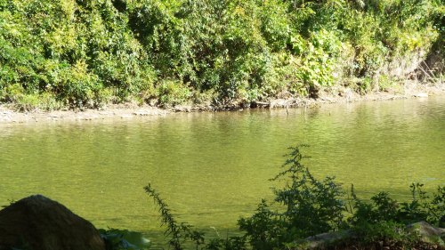 A serene riverbank surrounded by lush greenery and calm water reflecting the natural landscape.