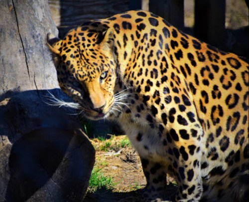 A close-up of a leopard with distinctive spots, sitting near a tree, showcasing its intense gaze and sleek fur.