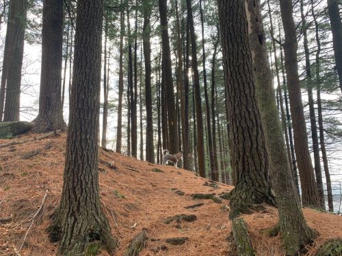 A dog stands on a forest path surrounded by tall trees and pine needles on the ground.