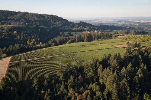 Aerial view of lush vineyards nestled among rolling hills and dense forests under a clear sky.