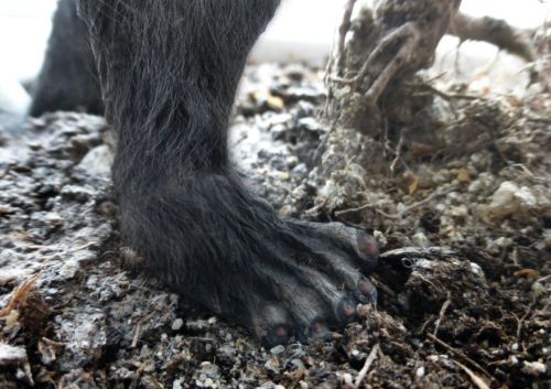 Close-up of a dark, furry animal paw resting on soil with roots and small stones.