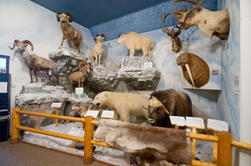 A display of taxidermied Arctic animals, including polar bears, walruses, and various mountain sheep, in a museum setting.