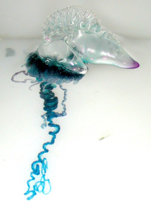 A translucent jellyfish with a bell-shaped body and long, flowing tentacles in shades of blue and purple.