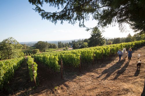 A scenic vineyard with people walking along rows of grapevines under a clear sky, surrounded by trees and hills.