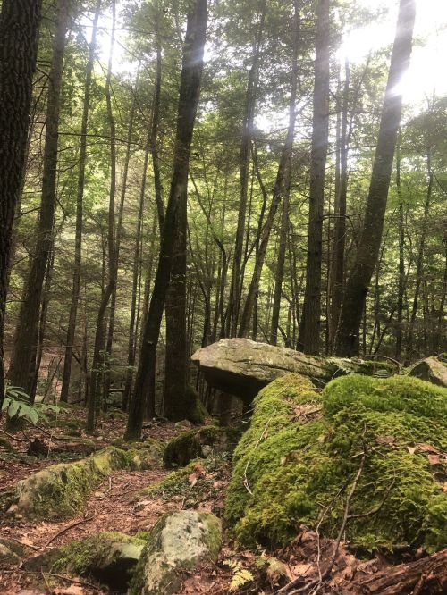 A serene forest scene with tall trees, moss-covered rocks, and dappled sunlight filtering through the leaves.