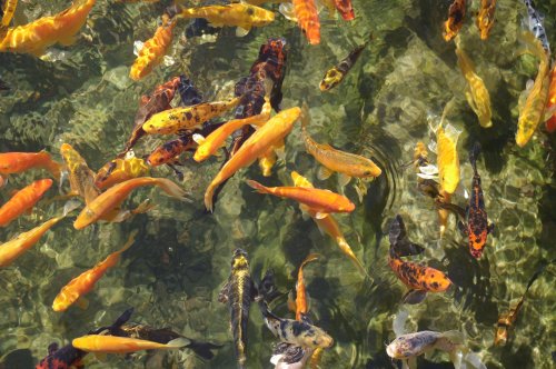A vibrant group of koi fish in various colors swimming in clear water.