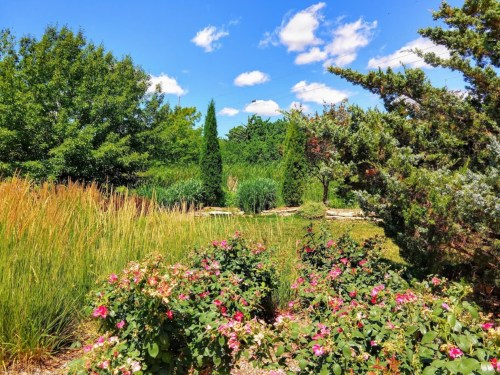 A vibrant garden scene with colorful flowers, tall grasses, and lush greenery under a bright blue sky with fluffy clouds.