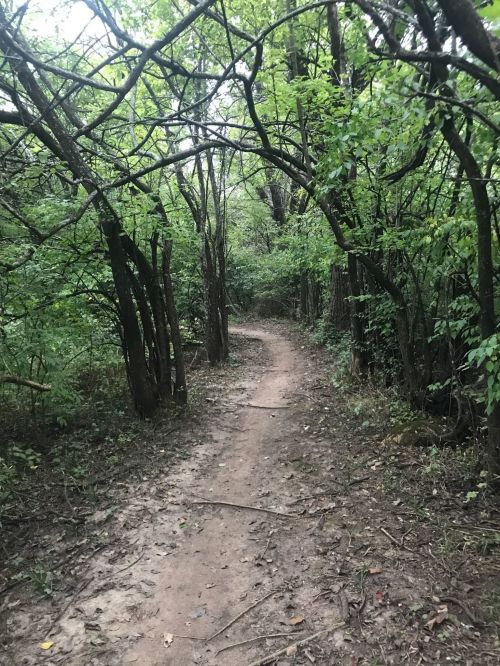 A winding dirt path through a lush, green forest with trees arching overhead.