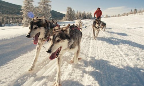 A person in a red jacket mushing a team of sled dogs through a snowy landscape with trees in the background.