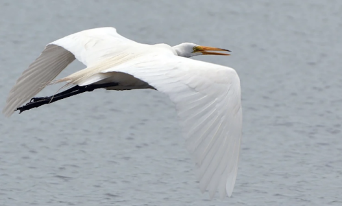 A great egret in flight over a calm body of water, showcasing its long wings and elegant posture.