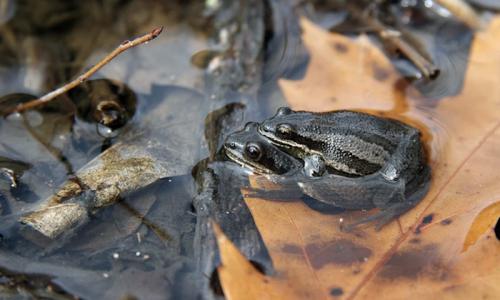 Two frogs sitting on a leaf in shallow water, surrounded by fallen leaves and twigs.