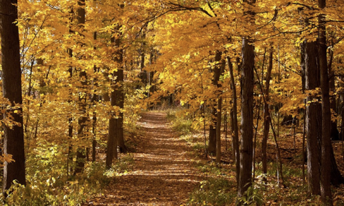 A serene forest path lined with vibrant yellow autumn leaves and tall trees, creating a warm, inviting atmosphere.