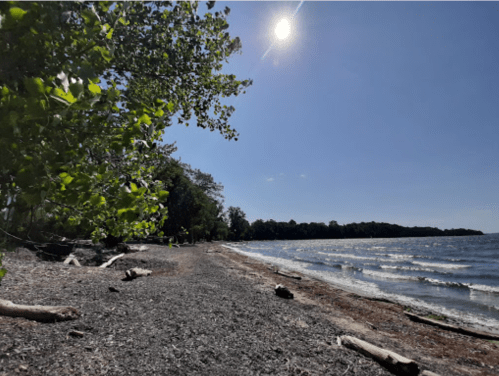 A sunny beach scene with a clear sky, gentle waves, and trees lining the shore.