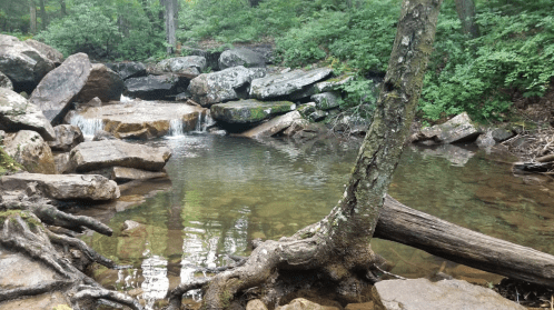 A serene forest scene featuring a calm stream with rocks and trees, surrounded by lush greenery.