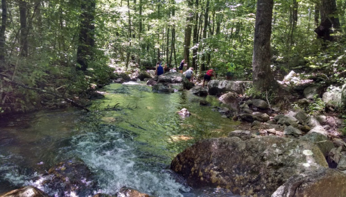 A serene forest scene with a flowing stream and people exploring the rocky banks surrounded by lush greenery.