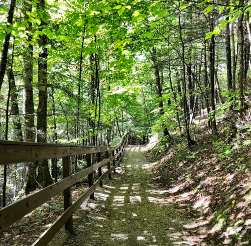 A winding dirt path through a lush green forest, bordered by a wooden railing and dappled sunlight.