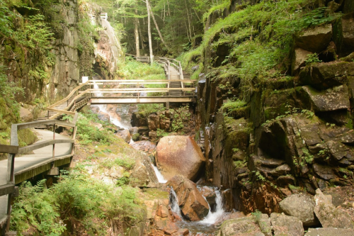 A serene forest scene featuring wooden bridges over a rocky stream surrounded by lush greenery.