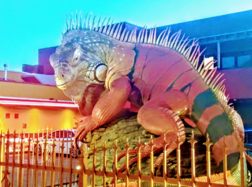 A large, colorful iguana sculpture perched on a rock, surrounded by a metal fence at dusk.