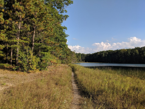 A serene path beside a calm lake, surrounded by trees and tall grass under a clear blue sky.
