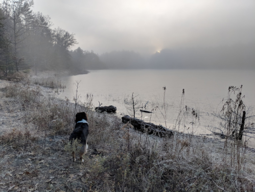 A dog stands on a frosty shore, gazing at a misty lake under a soft, hazy sunrise.