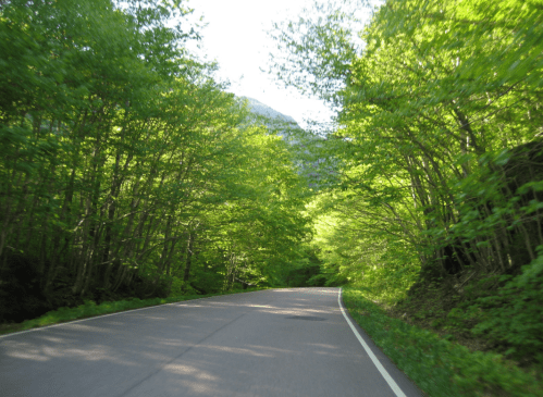 A winding road surrounded by lush green trees under a clear blue sky.