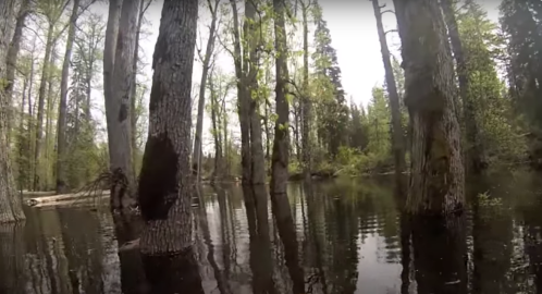 A serene forest scene with tall trees reflected in calm water, surrounded by lush greenery.