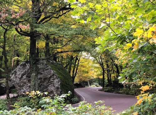 A winding road through a lush, green forest with vibrant autumn foliage and a large moss-covered rock.
