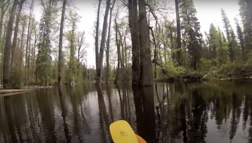 A kayak paddle in the foreground, with a serene forest and calm water reflecting trees in the background.