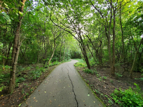 A winding path through a lush green forest, surrounded by trees and foliage.