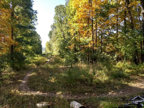 A scenic forest path surrounded by trees with autumn foliage, leading into a bright, sunny distance.