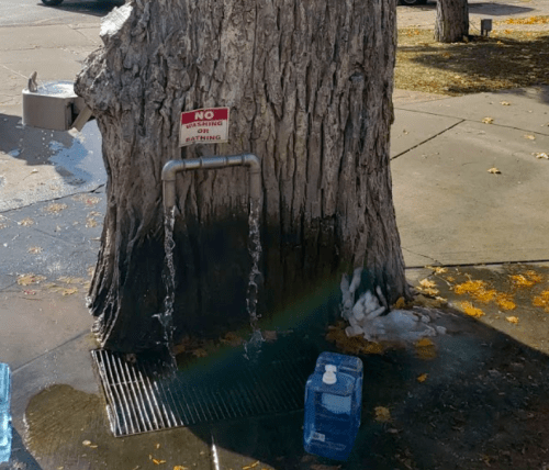A tree with a water spout, draining water onto the ground, next to a sign that says "No washing or bathing."