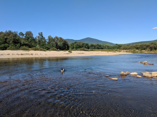 A dog swims in a calm river with a sandy shore and mountains in the background under a clear blue sky.