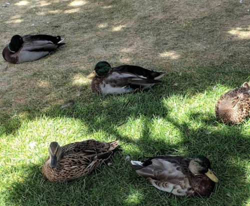 A group of ducks resting on green grass, some in the shade and others in sunlight.