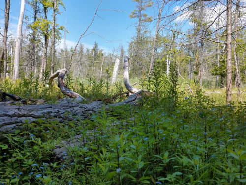 A serene forest scene with fallen logs, green foliage, and a clear blue sky peeking through the trees.