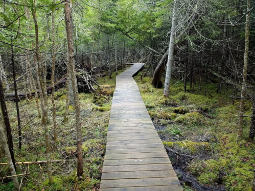 A winding wooden boardwalk through a lush, green forest with trees and mossy ground.