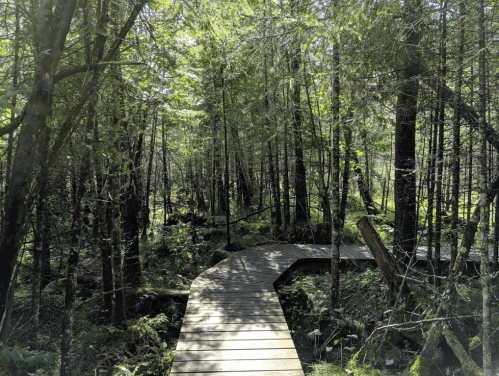 A winding wooden boardwalk through a lush, green forest with tall trees and dense undergrowth.