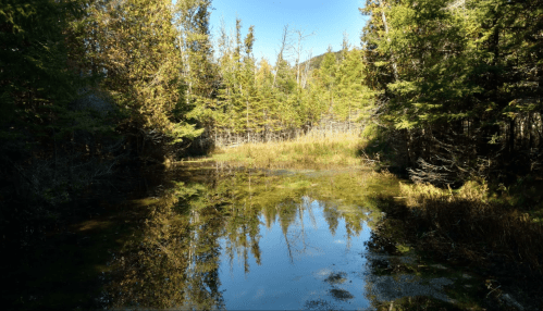 A serene forest scene with a calm pond reflecting trees and blue sky, surrounded by lush greenery.