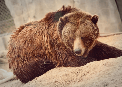 A brown bear resting on the ground, with a textured fur coat and a calm expression.