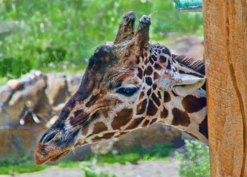 A close-up of a giraffe's head, showcasing its distinctive spots and long neck against a blurred green background.