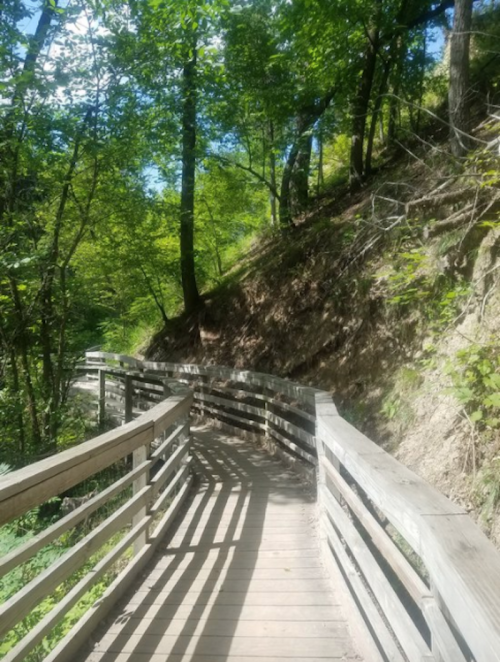A wooden boardwalk winds through a lush green forest, surrounded by trees and sunlight filtering through the leaves.