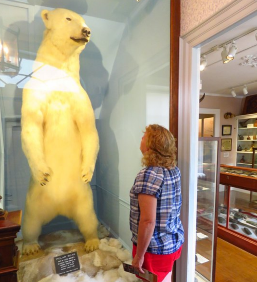 A woman gazes up at a mounted polar bear in a display case, surrounded by museum exhibits.