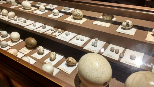 A display case featuring various bird eggs of different sizes and colors, labeled on a brown background.