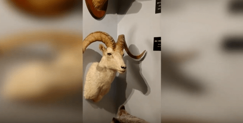 A mounted ram's head with large curved horns displayed on a wall in a museum.