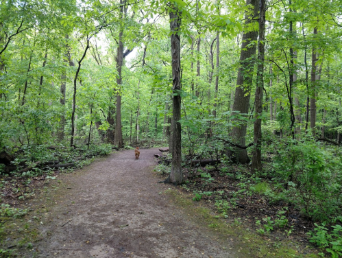 A dog walks along a dirt path in a lush green forest surrounded by tall trees.