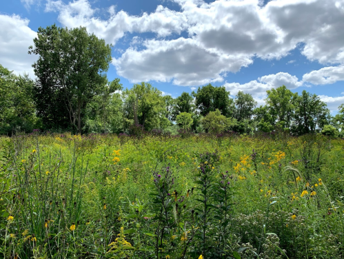 A vibrant field of wildflowers and tall grasses under a blue sky with fluffy clouds and green trees in the background.